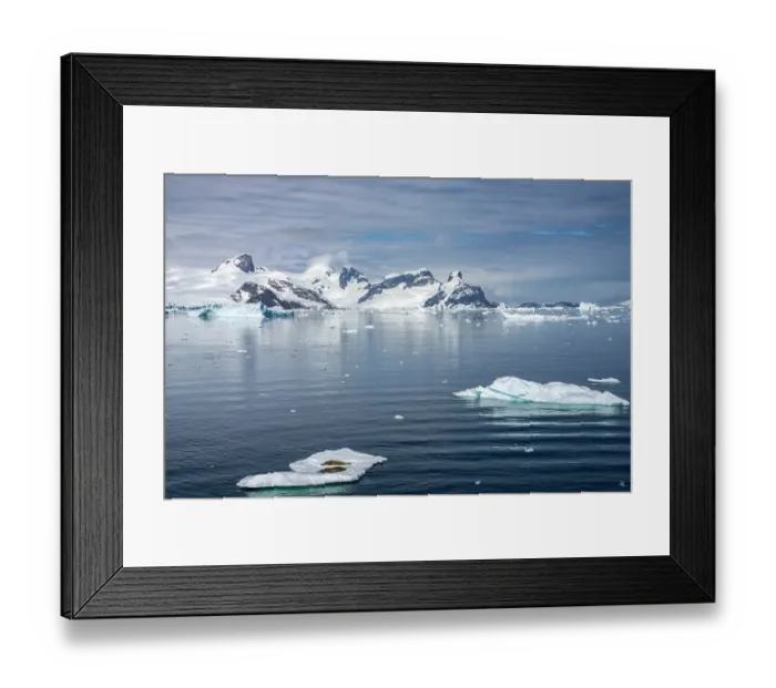 Framed Print : Antarctica. Crabeater seals napping on iceberg. ©Cathy & Gordon Illg / Jaynes Gallery / DanitaDelimont.com Framed Print : Antarctica. Crabeater seals napping on iceberg. ©Cathy & Gordon Illg / Jaynes Gallery / DanitaDelimont.com