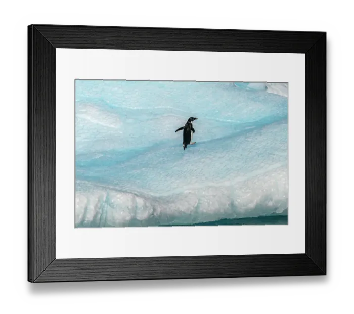 Framed Print : Antarctica, Yalour Islands. Adelie penguin on iceberg. ©Cathy & Gordon Illg / Jaynes Gallery / DanitaDelimont.com Framed Print : Antarctica, Yalour Islands. Adelie penguin on iceberg. ©Cathy & Gordon Illg / Jaynes Gallery / DanitaDelimont.com