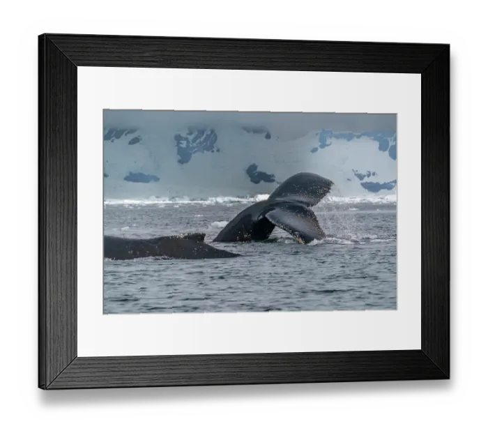 Framed Print : Antarctica, Yalour Islands. Humpback whales close-up. ©Cathy & Gordon Illg  /  Jaynes Gallery  /  DanitaDelimont.com