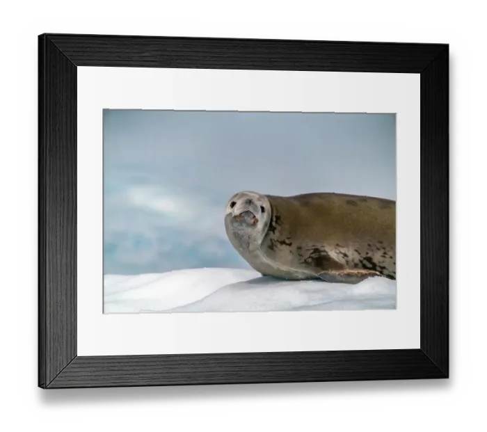Framed Print : Antarctica, Yalour Islands. Crabeater seal on iceberg. ©Cathy & Gordon Illg / Jaynes Gallery / DanitaDelimont.com Framed Print : Antarctica, Yalour Islands. Crabeater seal on iceberg. ©Cathy & Gordon Illg / Jaynes Gallery / DanitaDelimont.com