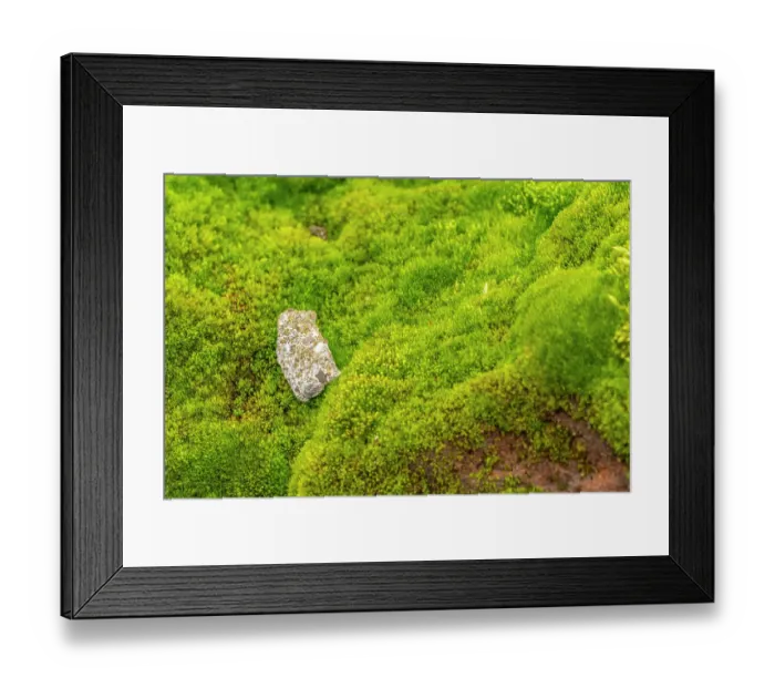 Framed Print : Antarctica, South Orkney Islands, Signy Island. Mossy terrain at Signy Research Station. ©Cathy & Gordon Illg / Jaynes Gallery / DanitaDelimont.com Framed Print : Antarctica, South Orkney Islands, Signy Island. Mossy terrain at Signy Research Station. ©Cathy & Gordon Illg / Jaynes Gallery / DanitaDelimont.com