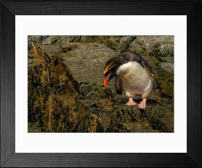 Framed Print : Antarctica, South Georgia. Close-up of macaroni penguin. ©Cathy & Gordon Illg / Jaynes Gallery / DanitaDelimont.com Framed Print : Antarctica, South Georgia. Close-up of macaroni penguin. ©Cathy & Gordon Illg / Jaynes Gallery / DanitaDelimont.com