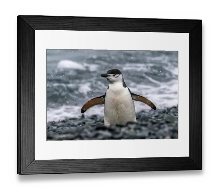 Framed Print : Antarctica, South Shetland Islands, Half Moon Island. Chinstrap penguin in snowfall. ©Cathy & Gordon Illg / Jaynes Gallery / DanitaDelimont.com Framed Print : Antarctica, South Shetland Islands, Half Moon Island. Chinstrap penguin in snowfall. ©Cathy & Gordon Illg / Jaynes Gallery / DanitaDelimont.com