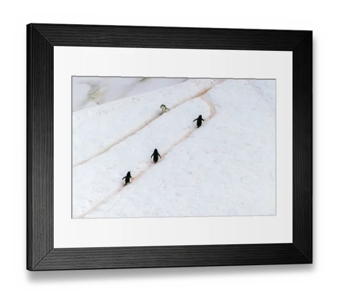 Framed Print : Antarctica, Orne Harbour. Chinstrap penguins walking on hillside snow trails. ©Cathy & Gordon Illg / Jaynes Gallery / DanitaDelimont.com Framed Print : Antarctica, Orne Harbour. Chinstrap penguins walking on hillside snow trails. ©Cathy & Gordon Illg / Jaynes Gallery / DanitaDelimont.com