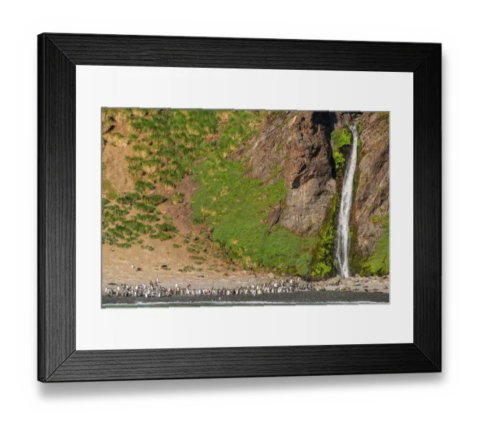 Framed Print : Antarctica, South Georgia. Mountain waterfall and king penguins. ©Cathy & Gordon Illg / Jaynes Gallery / DanitaDelimont.com Framed Print : Antarctica, South Georgia. Mountain waterfall and king penguins. ©Cathy & Gordon Illg / Jaynes Gallery / DanitaDelimont.com