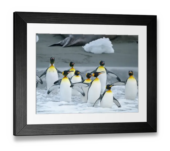 Framed Print : King penguin on a beach. Antarctica, South Georgia, Cooper Bay Framed Print : King penguin on a beach. Antarctica, South Georgia, Cooper Bay