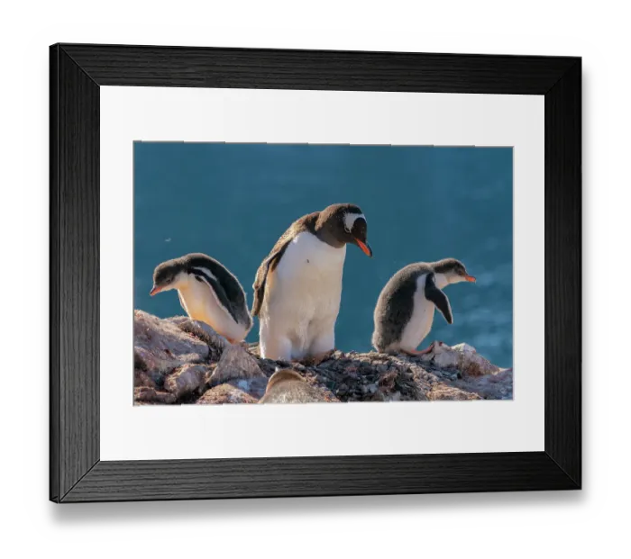 Framed Print : Antarctica, Petermann Island. Gentoo penguins and chicks at nest. ©Cathy & Gordon Illg / Jaynes Gallery / DanitaDelimont.com Framed Print : Antarctica, Petermann Island. Gentoo penguins and chicks at nest. ©Cathy & Gordon Illg / Jaynes Gallery / DanitaDelimont.com
