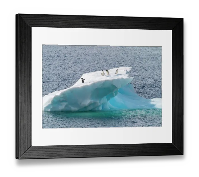 Framed Print : Antarctica, Petermann Island. Adelie penguins on iceberg. ©Cathy & Gordon Illg / Jaynes Gallery / DanitaDelimont.com Framed Print : Antarctica, Petermann Island. Adelie penguins on iceberg. ©Cathy & Gordon Illg / Jaynes Gallery / DanitaDelimont.com