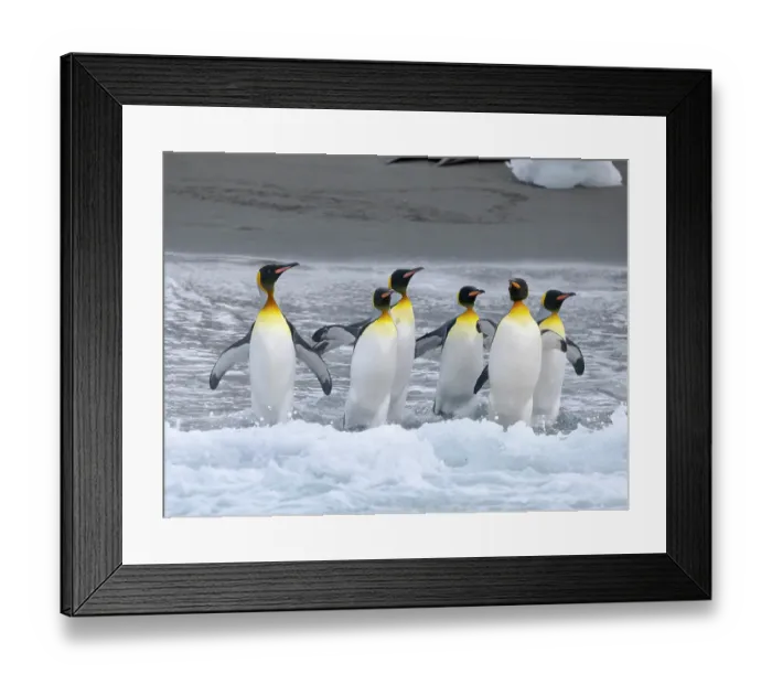 Framed Print : King penguin on a beach. Antarctica, South Georgia, Cooper Bay