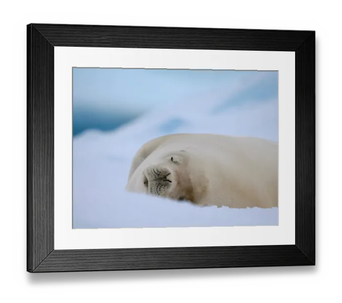 Framed Print : Crabeater seal resting on an ice floe, Antarctic Peninsula, Portal Point