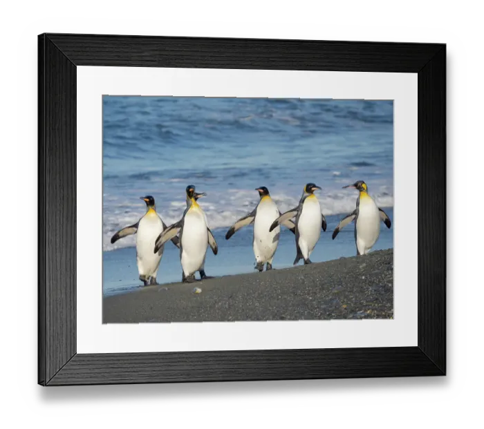 Framed Print : King penguin on the beach of Sailsbury Plain in the Bay of Isles on the island of South Georgia in the South Atlantic