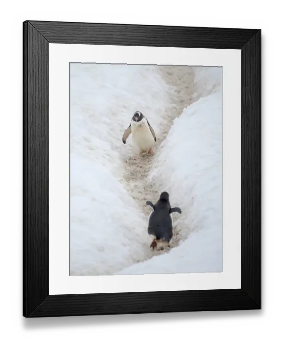 Framed Print : Penguins walking to colony. Gentoo penguin in deep snow in Antarctic Peninsula, Cuverville Island, late summer Framed Print : Penguins walking to colony. Gentoo penguin in deep snow in Antarctic Peninsula, Cuverville Island, late summer