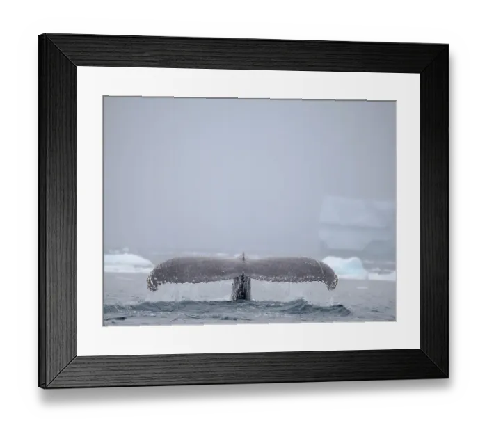 Framed Print : Humpback Whale, close to the Antarctic Peninsula during late summer. Polar Region, Southern Ocean, Antarctic Peninsula