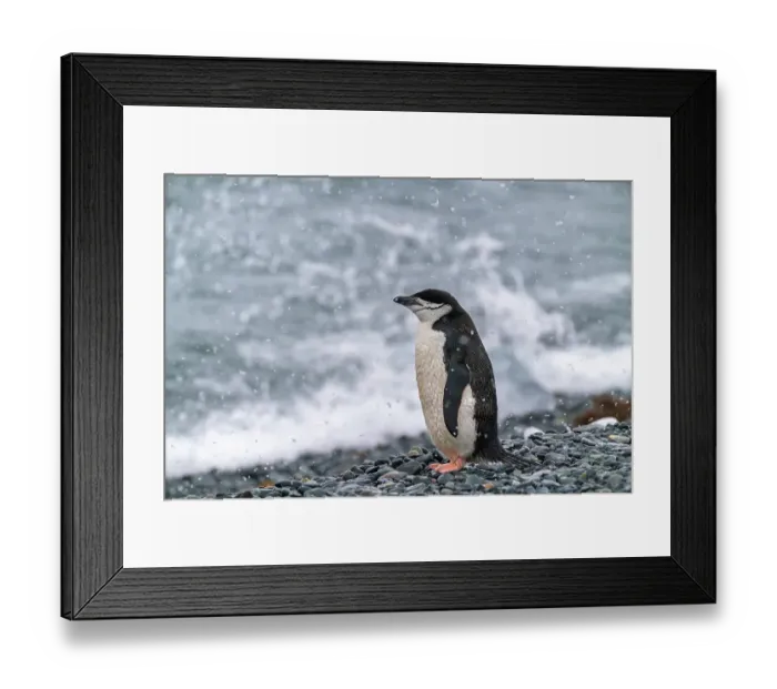 Framed Print : Antarctica, South Shetland Islands, Half Moon Island. Chinstrap penguin in falling snow. ©Cathy & Gordon Illg  /  Jaynes Gallery  /  DanitaDelimont.com
