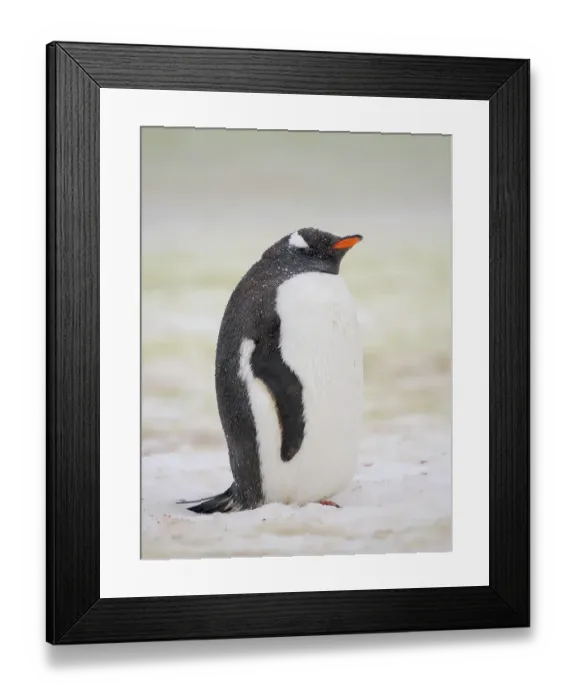 Framed Print : Gentoo penguin. Climate change resulting in more wet precipitation, threatening breeding success. Petermann Island, late summer