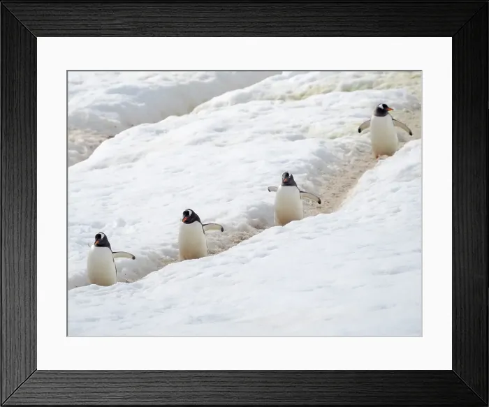 Framed Print : Penguins walking to colony. Gentoo penguin in deep snow in Antarctic Peninsula, Danco Island, late summer Framed Print : Penguins walking to colony. Gentoo penguin in deep snow in Antarctic Peninsula, Danco Island, late summer