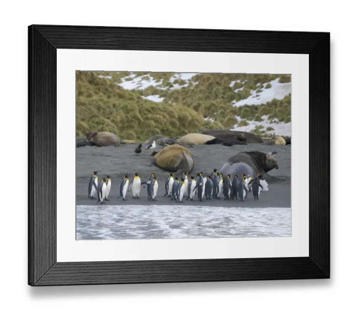 Framed Print : King penguin on a beach. Antarctica, South Georgia, Cooper Bay