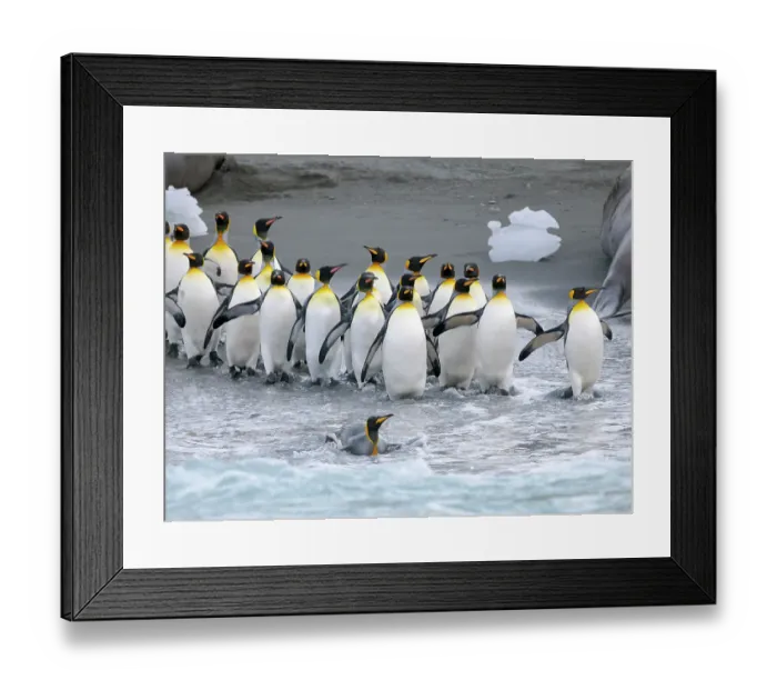 Framed Print : King penguin on a beach. Antarctica, South Georgia, Cooper Bay Framed Print : King penguin on a beach. Antarctica, South Georgia, Cooper Bay