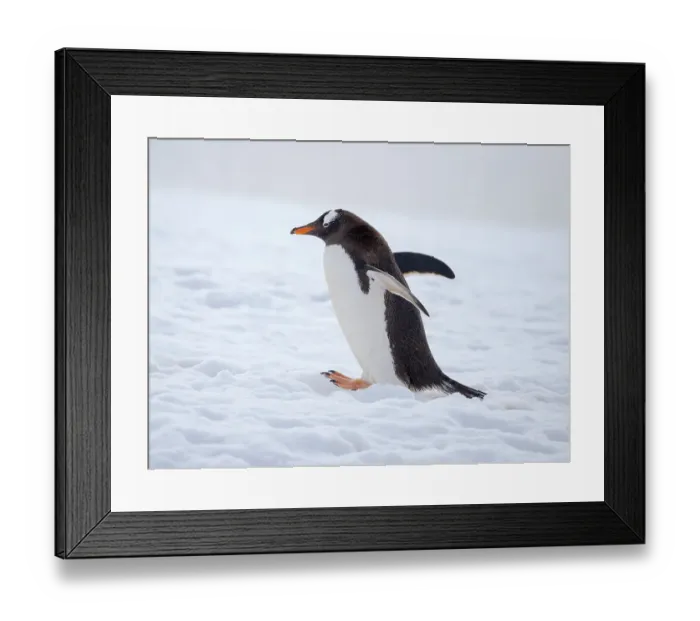 Framed Print : Gentoo penguin in deep snow in Antarctic Peninsula, Damoy Point, late summer