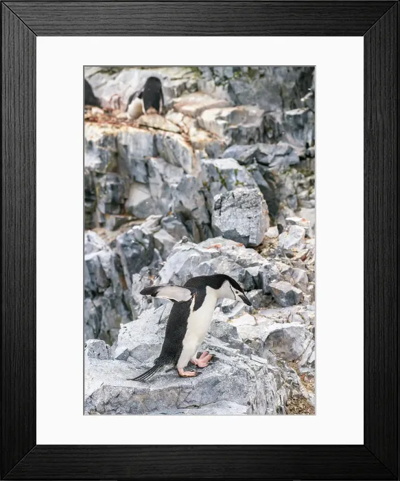Framed Print : Antarctica, Orne Harbour. Chinstrap penguin on rocky ledge. ©Cathy & Gordon Illg  /  Jaynes Gallery  /  DanitaDelimont.com