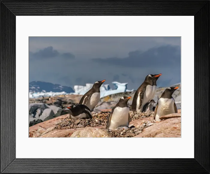 Framed Print : Antarctica, Petermann Island. Gentoo penguins and chicks at rookery. ©Cathy & Gordon Illg / Jaynes Gallery / DanitaDelimont.com Framed Print : Antarctica, Petermann Island. Gentoo penguins and chicks at rookery. ©Cathy & Gordon Illg / Jaynes Gallery / DanitaDelimont.com