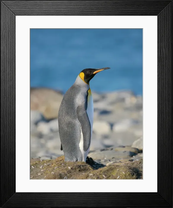 Framed Print : King penguin on the beach of Sailsbury Plain in the Bay of Isles on the island of South Georgia in the South Atlantic