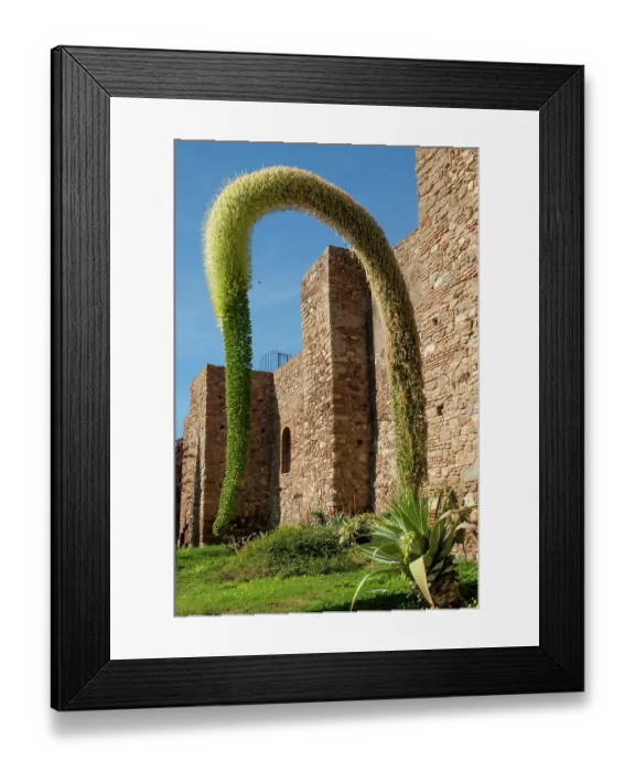 Framed Print : Malaga, Spain. Ancient Alcazaba in Malaga which was built by the Moors. Agave Attenuata plant Framed Print : Malaga, Spain. Ancient Alcazaba in Malaga which was built by the Moors. Agave Attenuata plant