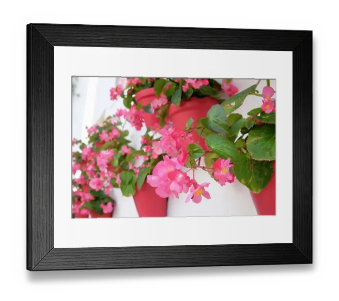 Framed Print : Marbella, Spain. Pink potted geraniums Framed Print : Marbella, Spain. Pink potted geraniums