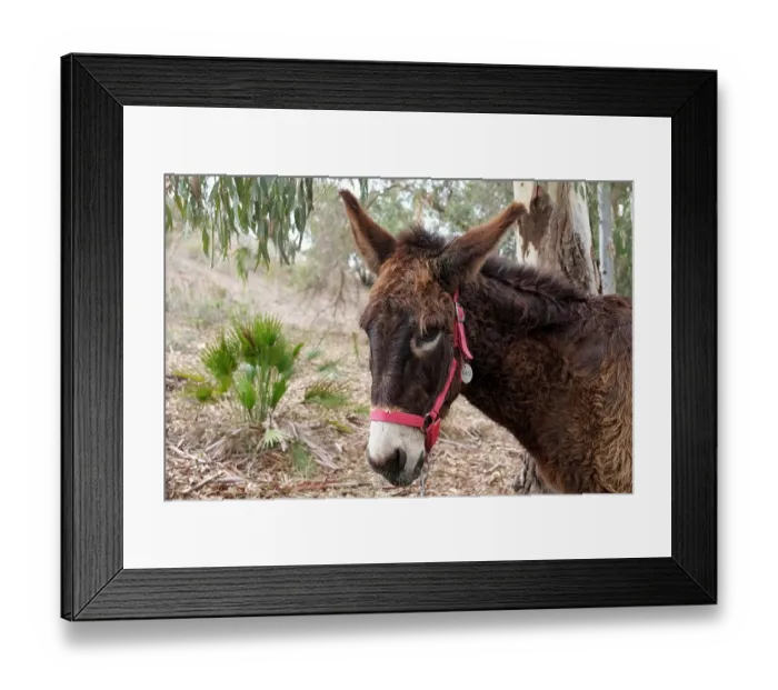 Framed Print : Mijas, Spain. Donkeys at a local animal rescue sanctuary Framed Print : Mijas, Spain. Donkeys at a local animal rescue sanctuary