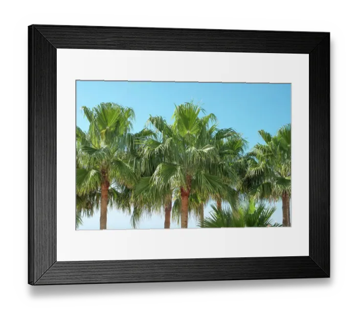 Framed Print : Marbella, Spain. Tropical palm trees Framed Print : Marbella, Spain. Tropical palm trees