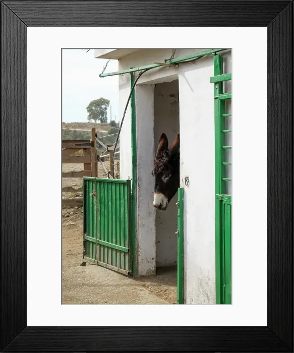 Framed Print : Mijas, Spain. Donkeys at a local animal rescue sanctuary Framed Print : Mijas, Spain. Donkeys at a local animal rescue sanctuary