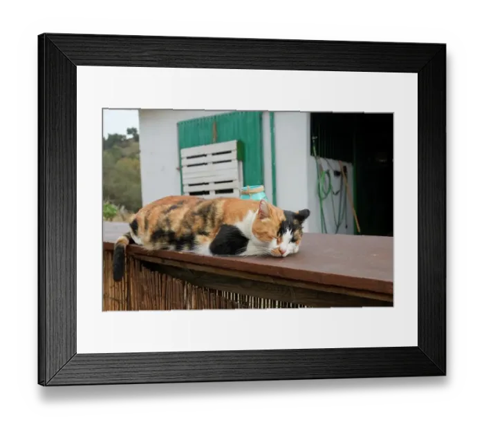 Framed Print : Mijas, Spain. Feral farm cat Framed Print : Mijas, Spain. Feral farm cat