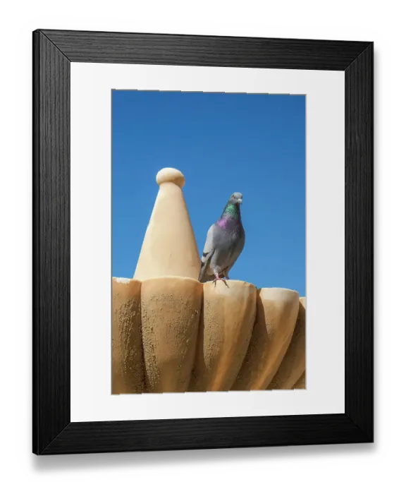 Framed Print : Rhonda, Spain. Pigeon on a fountain in town center