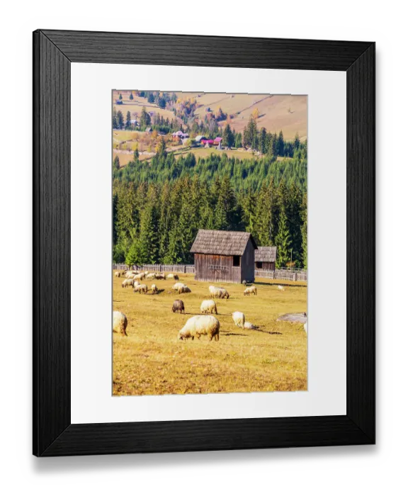 Framed Print : Romania, Transylvania, Carpathian Mountains. Bucovina. Grazing sheep