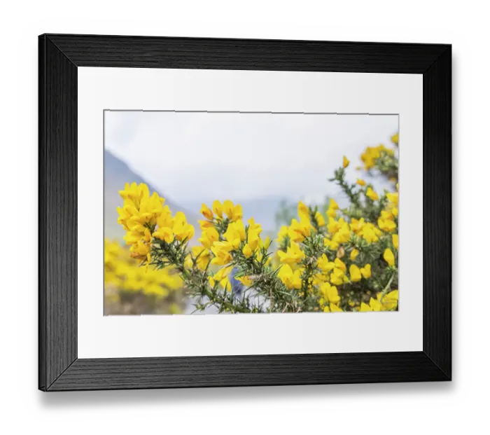Framed Print : Wasdale Head, Seascale, Cumbria, England. Scotch Broom blooming in Lake District National Park Framed Print : Wasdale Head, Seascale, Cumbria, England. Scotch Broom blooming in Lake District National Park