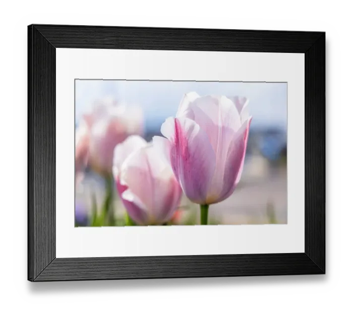 Framed Print : Amble, Morpeth, Northumberland, England. Purple tulips in the sun Framed Print : Amble, Morpeth, Northumberland, England. Purple tulips in the sun
