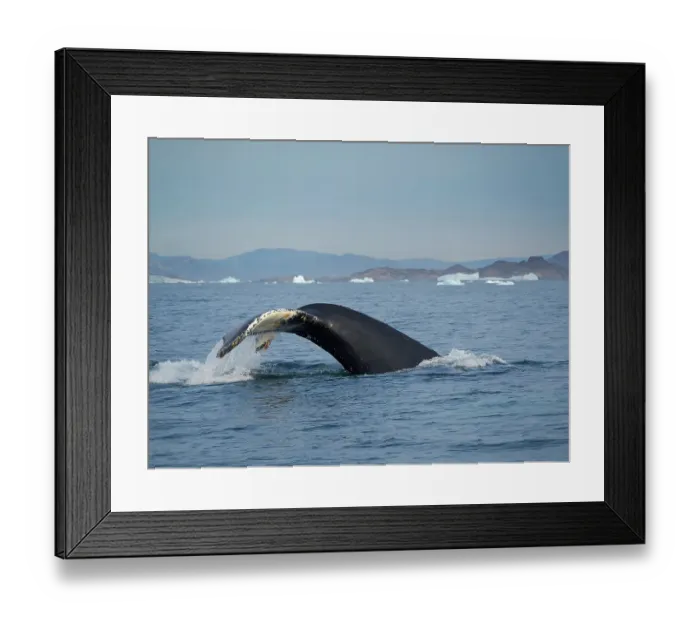 Framed Print : Diving Humpback whale in the Sermilik fjord in East Greenland, Danish Territory Framed Print : Diving Humpback whale in the Sermilik fjord in East Greenland, Danish Territory