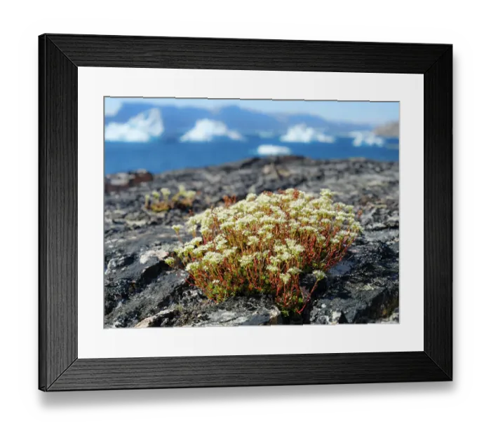 Framed Print : Rockfoil in tundra of Itilliarsuup Kangerlua Fjord part of Uummannaq Fjord, northwest of Greenland, Danish Territory Framed Print : Rockfoil in tundra of Itilliarsuup Kangerlua Fjord part of Uummannaq Fjord, northwest of Greenland, Danish Territory