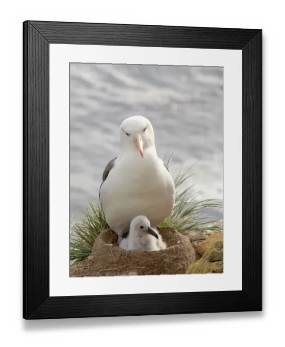 Framed Print : Falkland Islands. An adult black-browed albatross sits on the nest with its chick on the cliff above the sea Framed Print : Falkland Islands. An adult black-browed albatross sits on the nest with its chick on the cliff above the sea