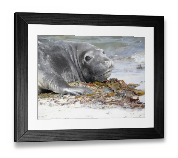Framed Print : Falkland Islands. A baby elephant seal lies on the beach with its large eyes Framed Print : Falkland Islands. A baby elephant seal lies on the beach with its large eyes