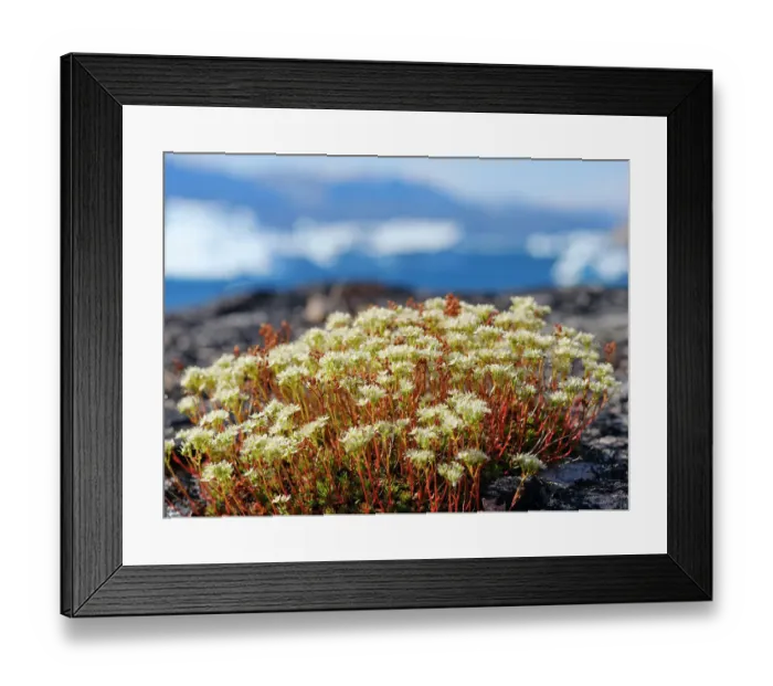 Framed Print : Rockfoil in tundra of Itilliarsuup Kangerlua Fjord part of Uummannaq Fjord, northwest of Greenland, Danish Territory Framed Print : Rockfoil in tundra of Itilliarsuup Kangerlua Fjord part of Uummannaq Fjord, northwest of Greenland, Danish Territory