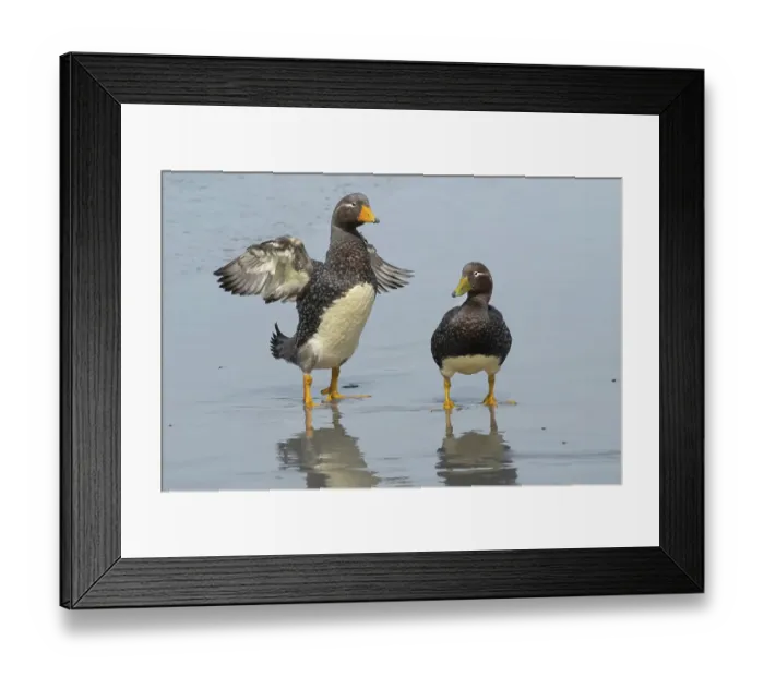 Framed Print : Falkland Islands. A male Falkland steamer duck flaps its small wings next to a female Framed Print : Falkland Islands. A male Falkland steamer duck flaps its small wings next to a female