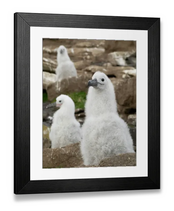Framed Print : Falkland Islands. Three black-browed albatross chicks sit on their nests on the rocky cliff Framed Print : Falkland Islands. Three black-browed albatross chicks sit on their nests on the rocky cliff