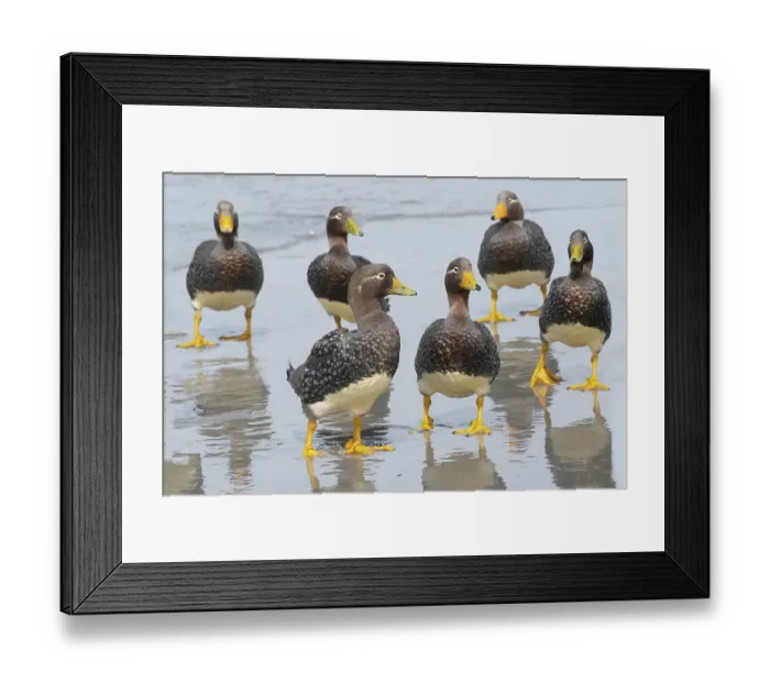 Framed Print : Falkland Islands. A group of non-breeding Falkland steamer ducks are together on the beach