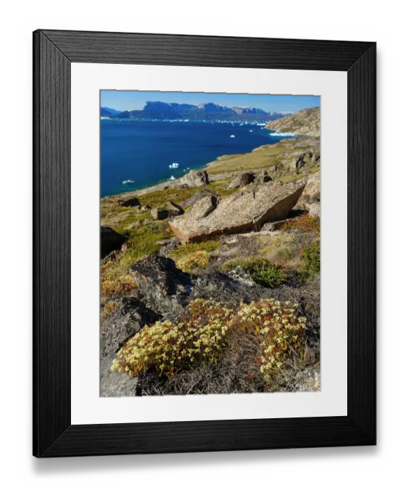 Framed Print : Rockfoil in tundra of Itilliarsuup Kangerlua Fjord part of Uummannaq Fjord, northwest of Greenland, Danish Territory Framed Print : Rockfoil in tundra of Itilliarsuup Kangerlua Fjord part of Uummannaq Fjord, northwest of Greenland, Danish Territory
