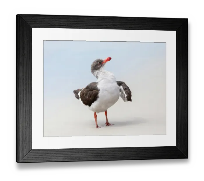 Framed Print : Falkland Islands. A dolphin gull flaps its wings and jumps to dry its wet feathers Framed Print : Falkland Islands. A dolphin gull flaps its wings and jumps to dry its wet feathers