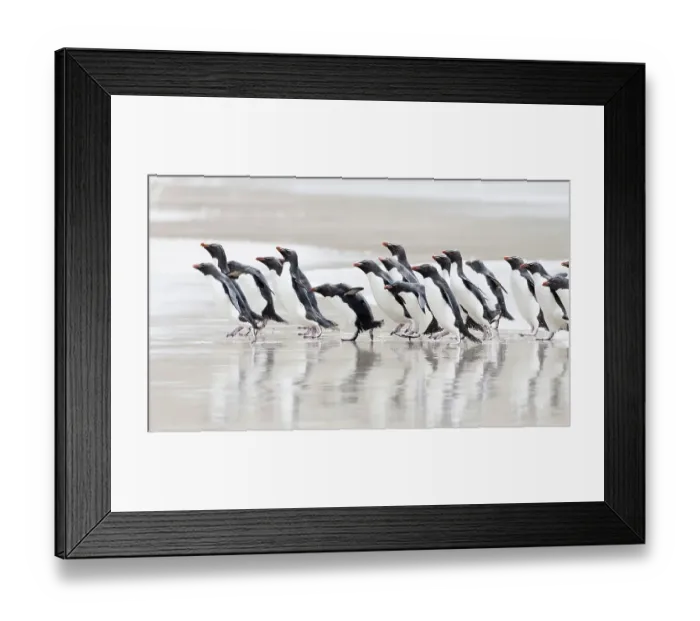 Framed Print : Falkland Islands. A group of rockhopper penguins walks towards the ocean