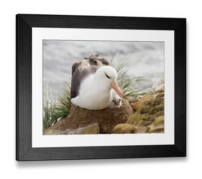 Framed Print : Falkland Islands. A black-browed albatross sits on the nest, squeezing its chick Framed Print : Falkland Islands. A black-browed albatross sits on the nest, squeezing its chick