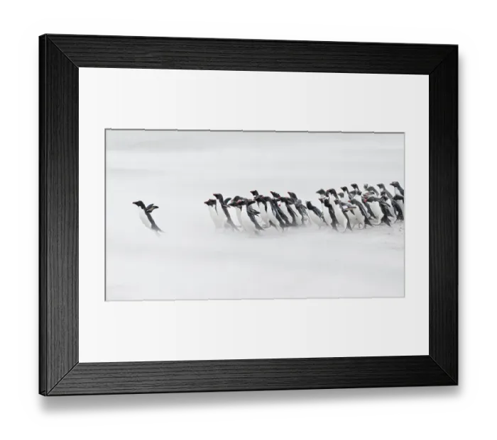 Framed Print : Falkland Islands. A group of rockhopper penguins emerge from the sea Framed Print : Falkland Islands. A group of rockhopper penguins emerge from the sea
