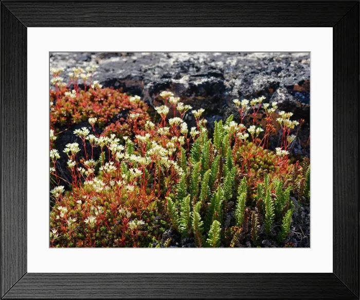 Framed Print : Rockfoil in tundra of Itilliarsuup Kangerlua Fjord part of Uummannaq Fjord, northwest of Greenland, Danish Territory Framed Print : Rockfoil in tundra of Itilliarsuup Kangerlua Fjord part of Uummannaq Fjord, northwest of Greenland, Danish Territory